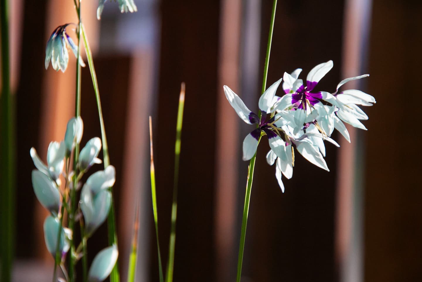 カメラマン山﨑美蔓の花の写真